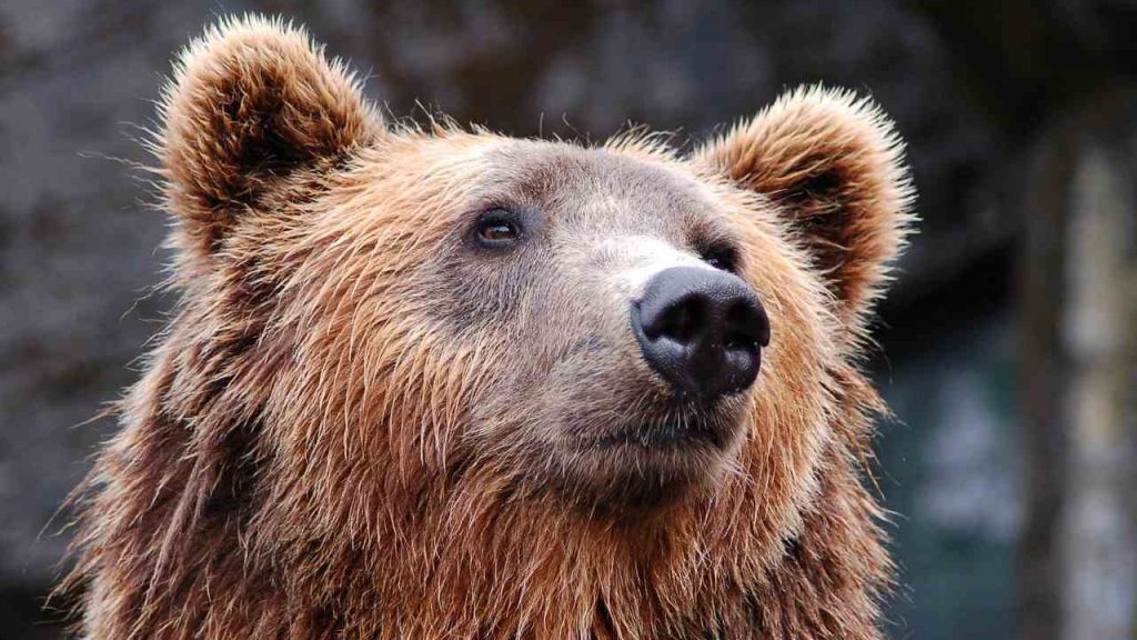 Orso