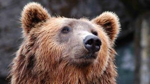 Orso