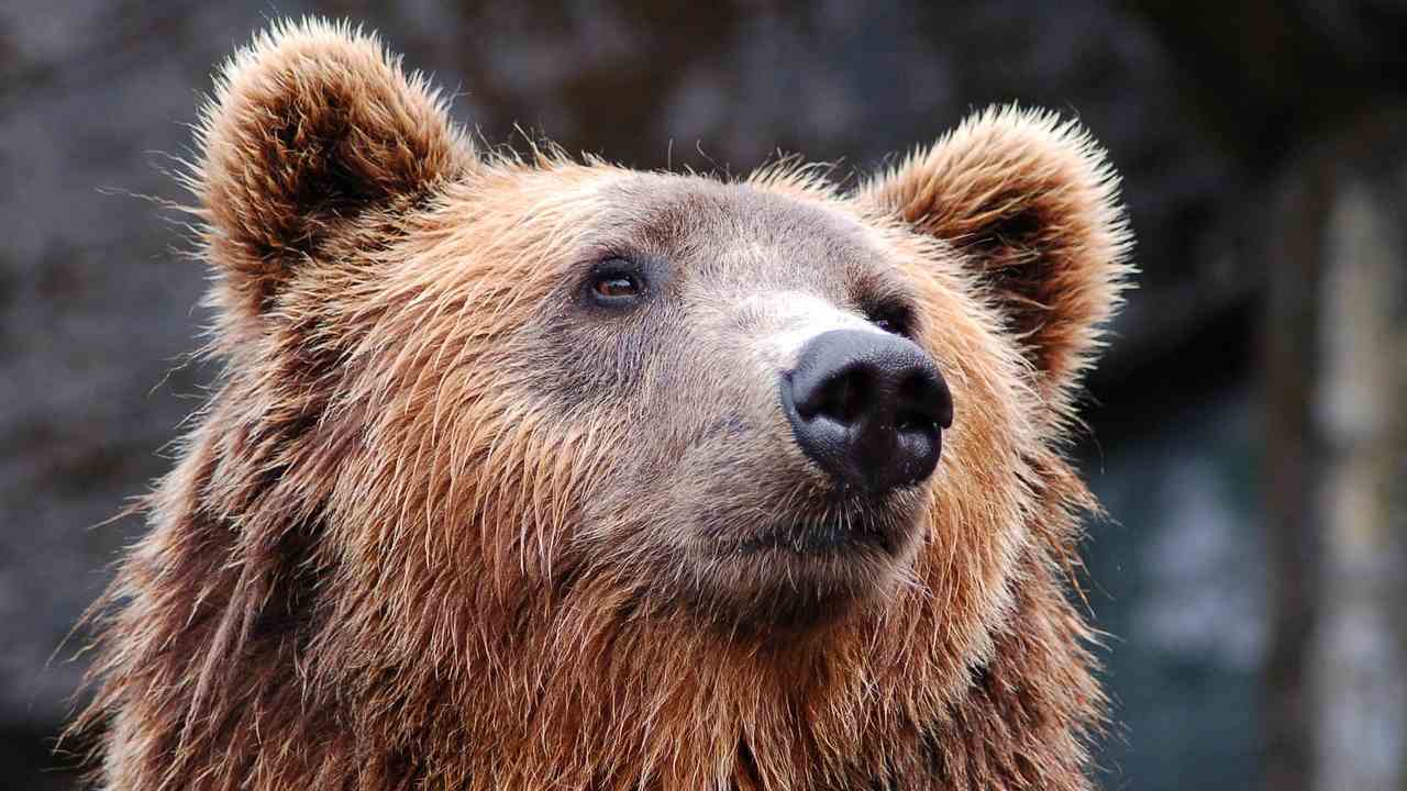 Orso