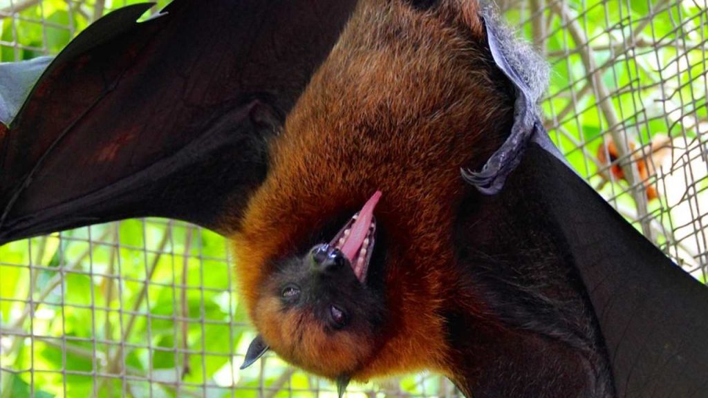 Pipistrello