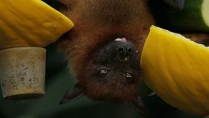Pipistrello (pexels.com) - terranauta.it