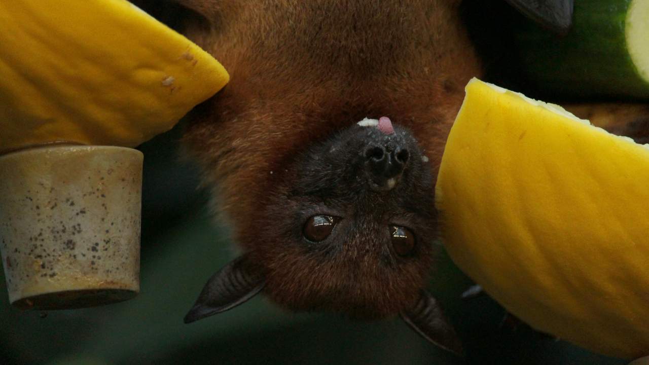 Pipistrello (pexels.com) - terranauta.it