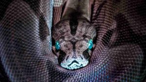 Serpente letale (pexels.com) - terrnauta.it