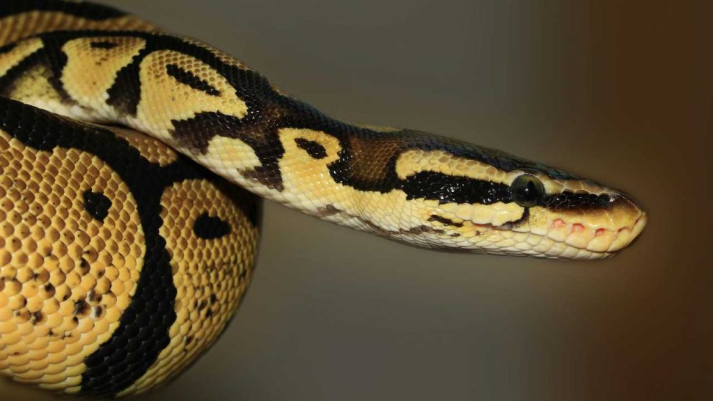 Serpente (pexels.com) - terranauta.it