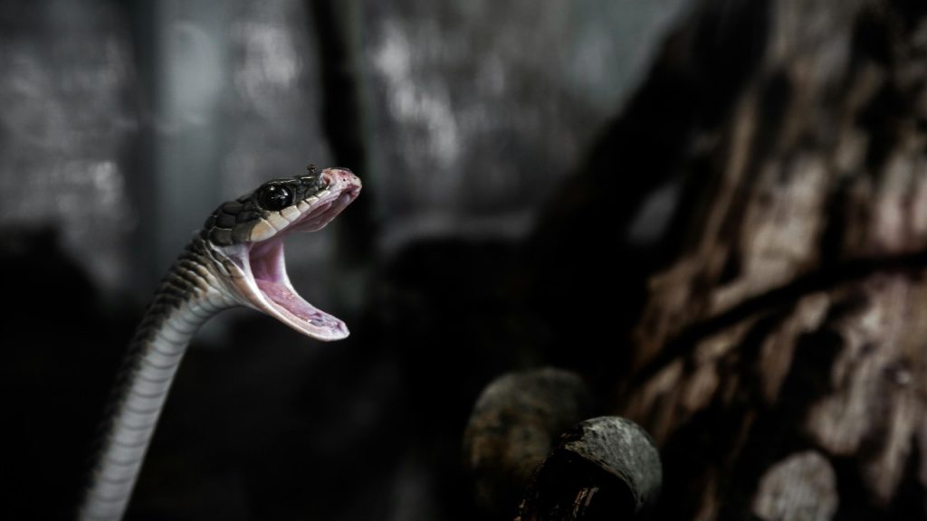 Serpente velenoso - pexels- terranauta
