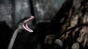 Serpente velenoso - pexels- terranauta