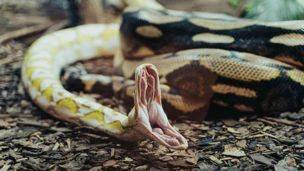 Serpenti (pexels.com) - terranauta.it