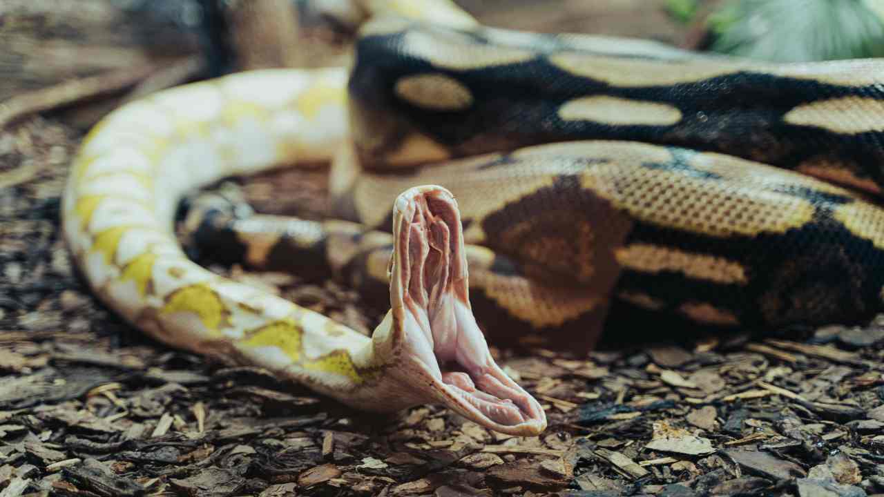 Serpenti (pexels.com) - terranauta.it