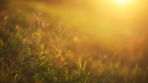 Prato illuminato dal sole