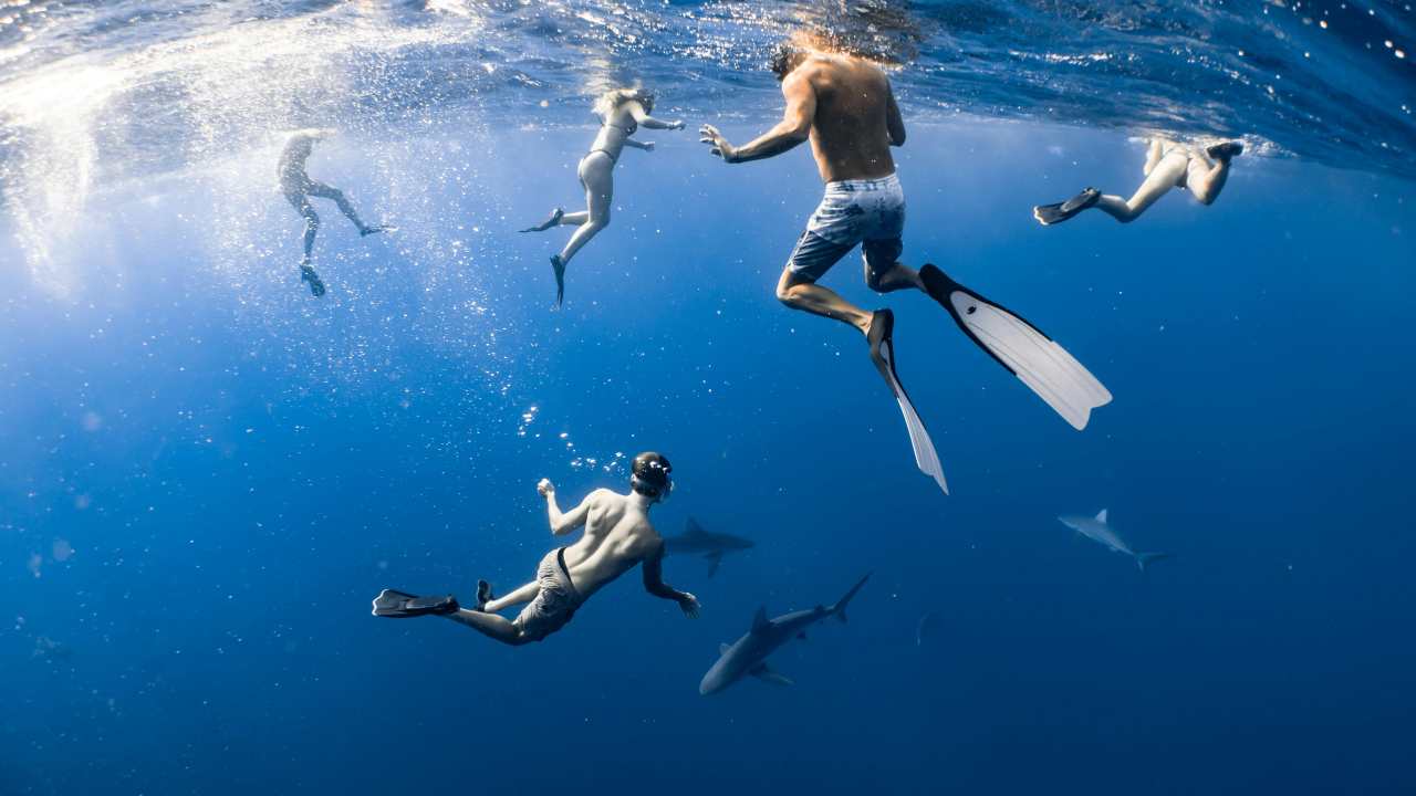 Squali (pexels.com) - terranauta.it
