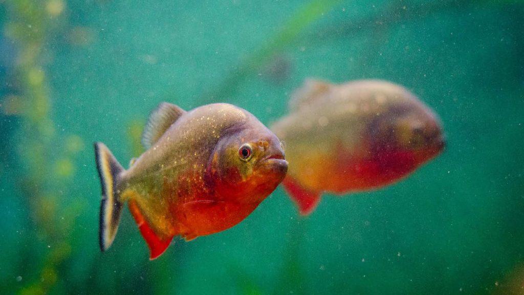 piranha - pexels- terranauta