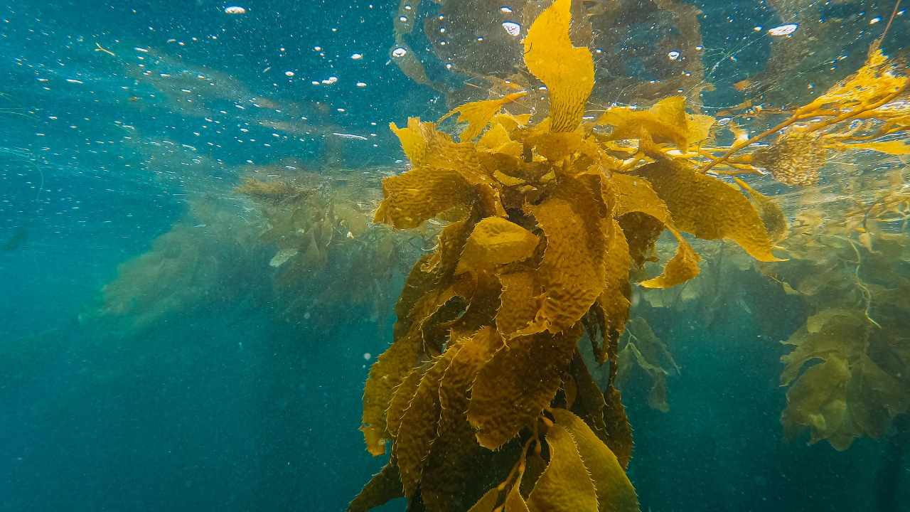 Temperature elevate del mare, la proliferazione di alghe minaccia la biodiversità | Centinaia di pesci morti