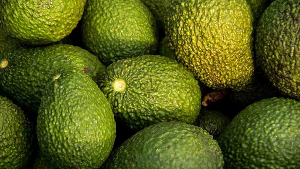 Avocado