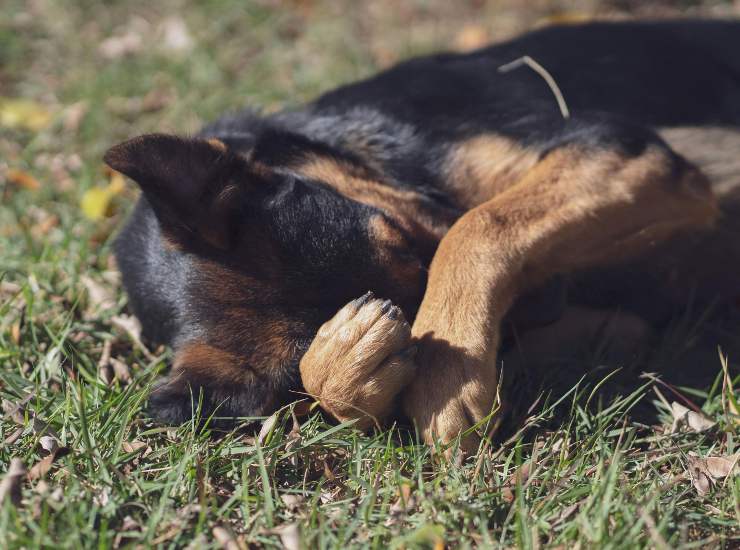 Cane alieno (pexels.com) - terranauta.it