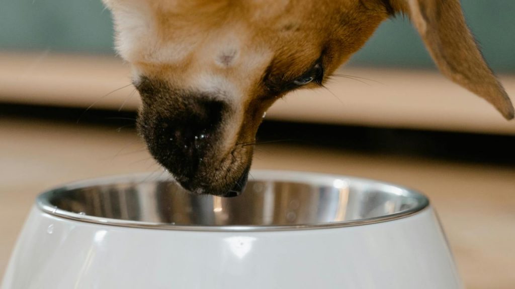Ciotola del cane (pexels.com) - terranauta.it