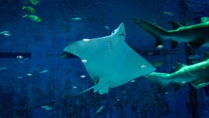 Manta - pexels- terranauta