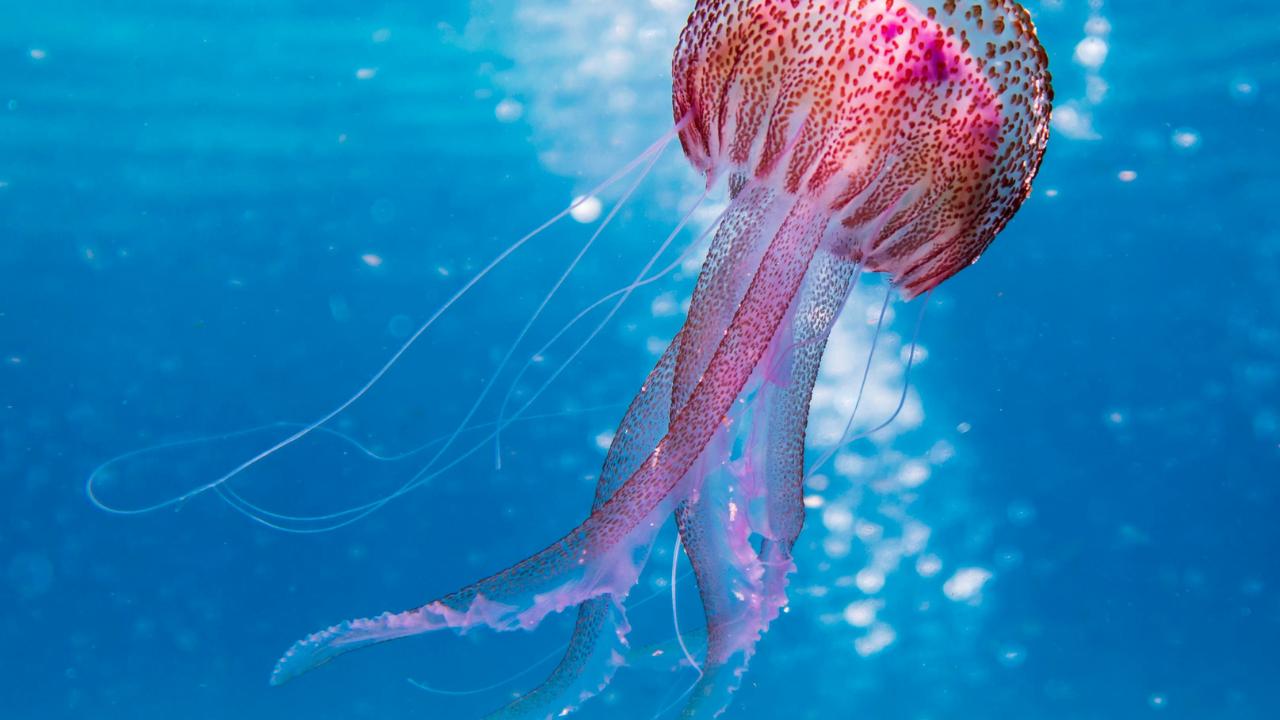 Piombino, malore e svenimento a seguito di una puntura di medusa | Condizioni gravi