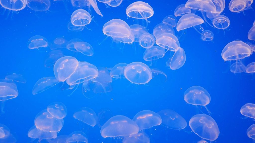 Meduse