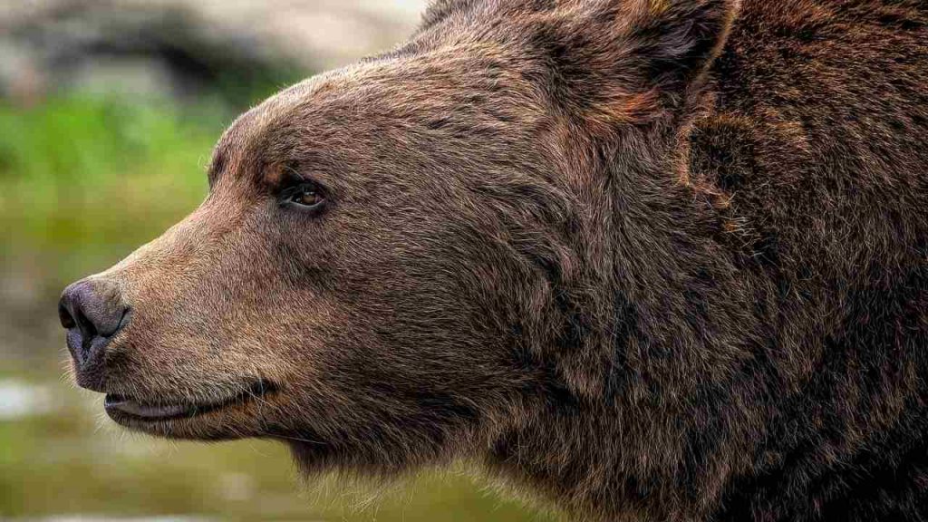 Orso