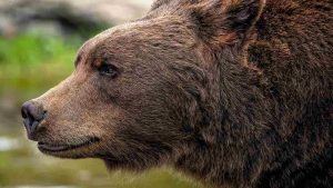 Orso