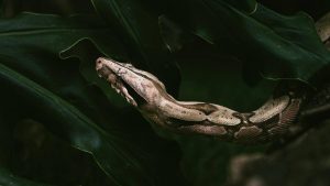 Serpente gigante (pexels.com) - terranauta.it