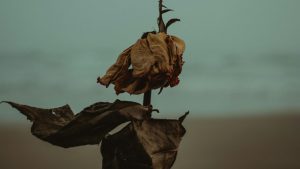 Spiaggia della morte (pexels.com) - terranauta.it