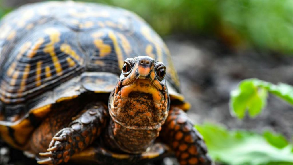 Uomo ucciso da una tartaruga: gli ha spaccato la testa in due | Il racconto dei testimoni