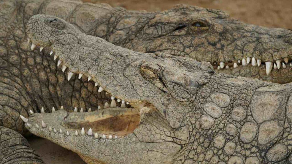 animali pericolosi - non per forza coccodrilli o rettili. pexels - terranauta