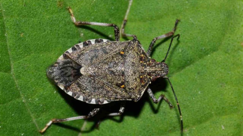 Cimici in casa, il rimedio naturale efficace al 100% | Spariscono in pochi minuti