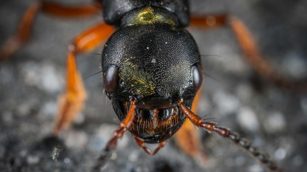 formica gigante pexels- terranauta