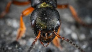 formica gigante pexels- terranauta