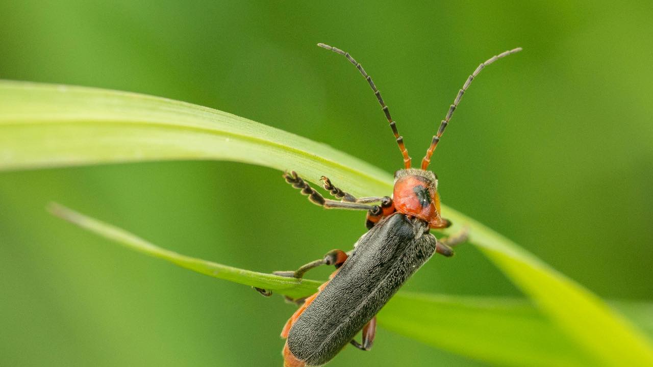 lucciole - pexels- terranauta