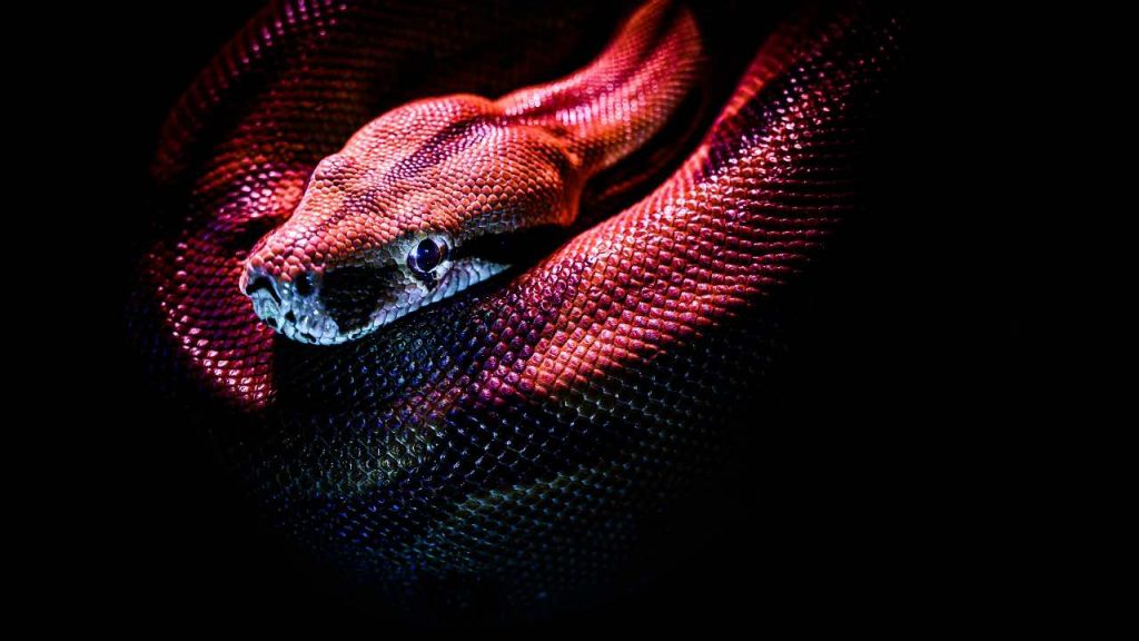 serpenti veleno - pericolo - pexels- terranauta
