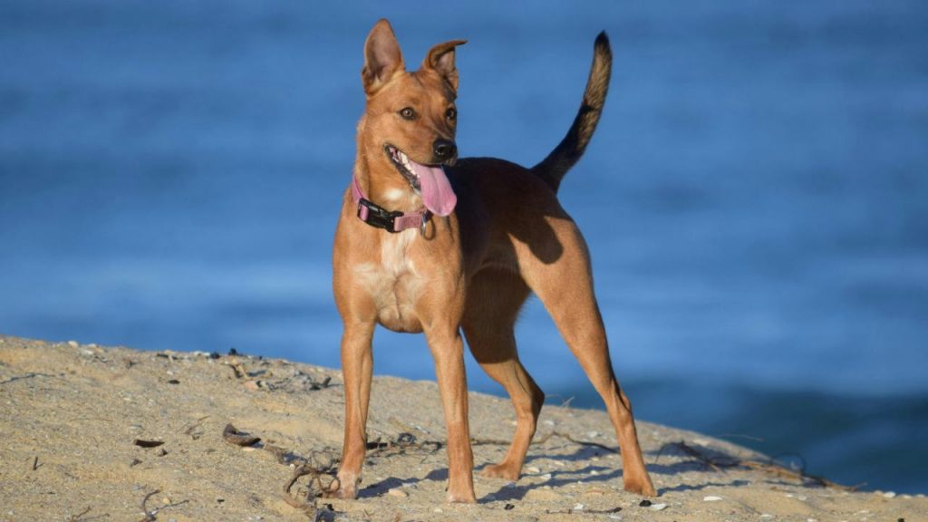 Cane in spiaggia