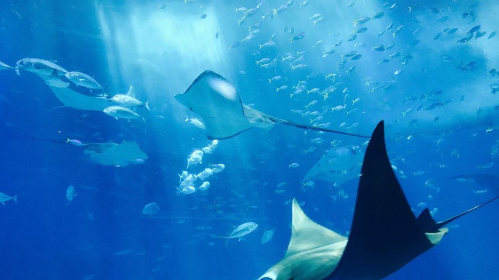 Creature marine che nuotano nell'oceano