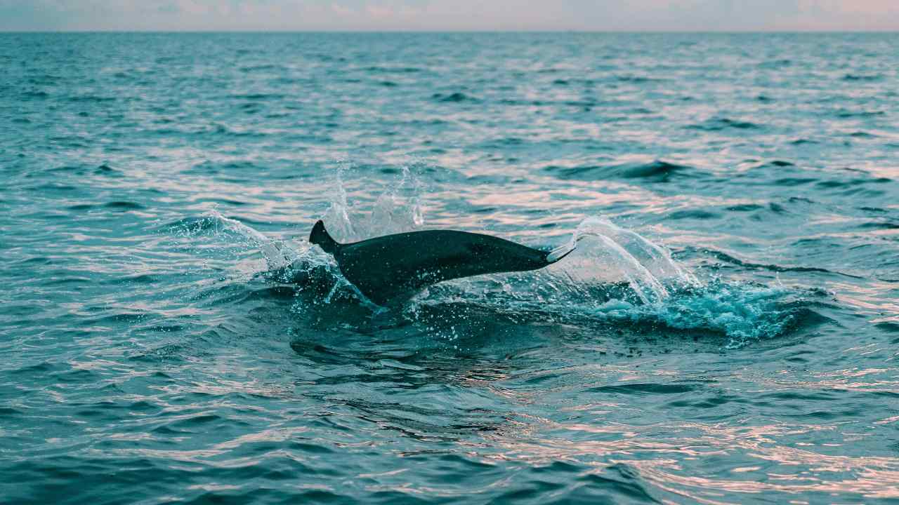 Trieste, avvistato un delfino che riempie il cuore di gioia: contatto natura-uomo