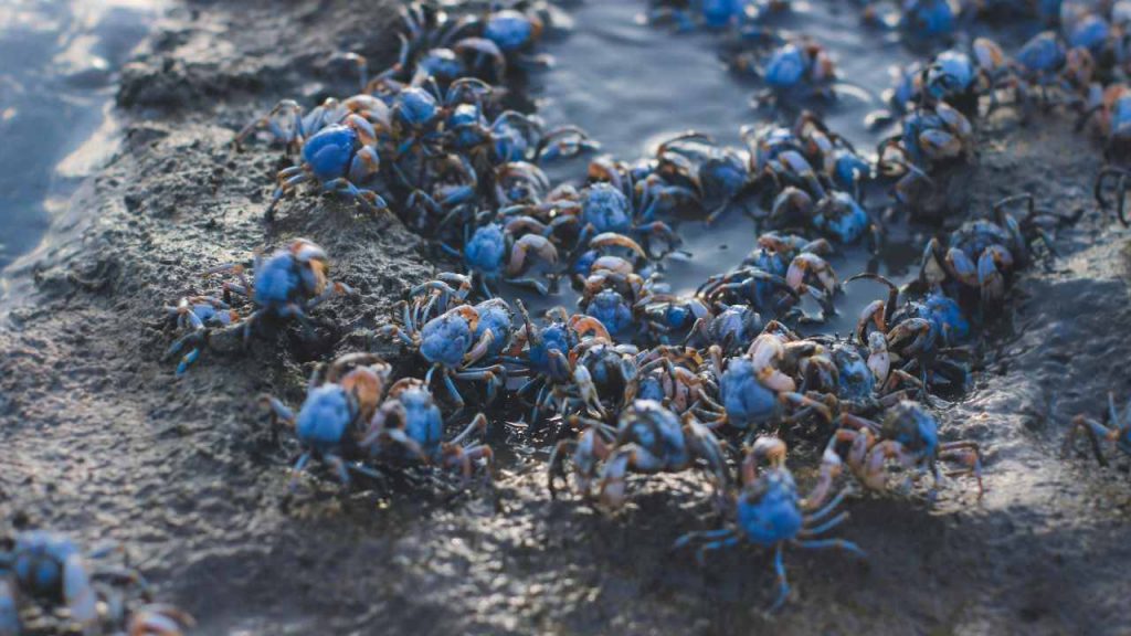 Molti granchi blu in spiaggia