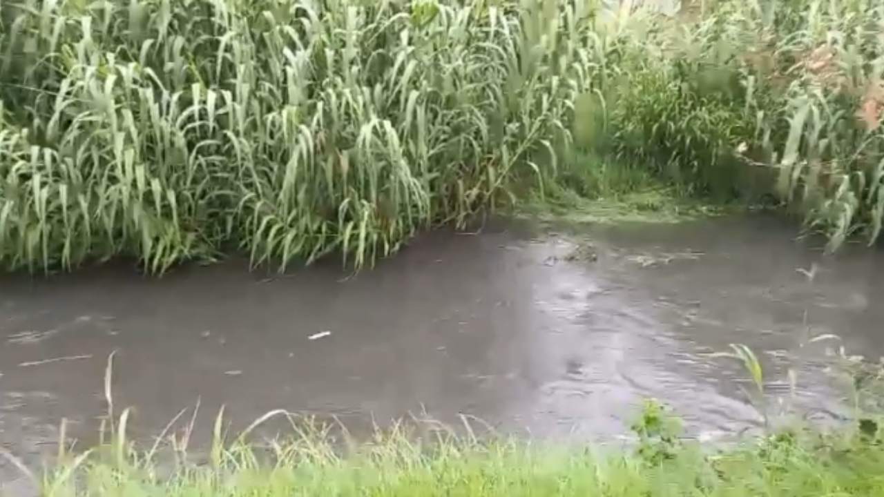 Grosseto, mare inquinato dai reflui di scarico: acqua marrone non balneabile