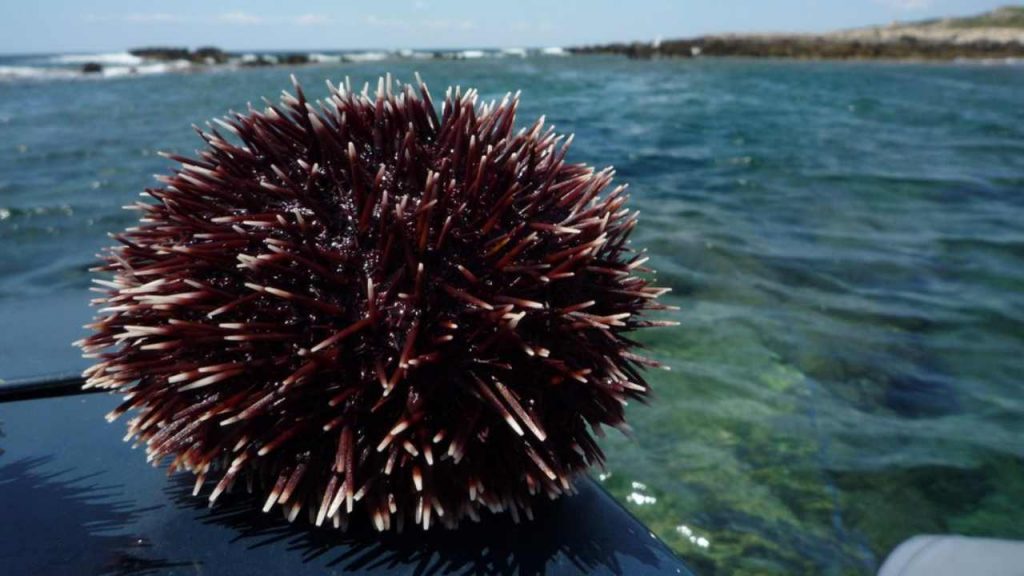 Blitz della Finanza in Sicilia: ritrovati più di 700 ricci di mare pescati illegalmente | Li hanno rigettati subito in mare