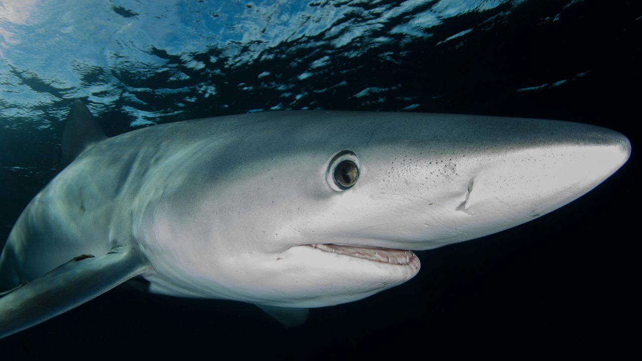 Squali sdentati, perdono i loro denti a causa dei mari troppo acidi