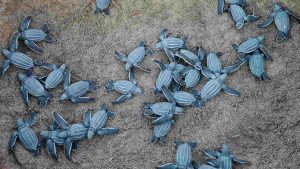 Tanti cuccioli di tartaruga in spiaggia
