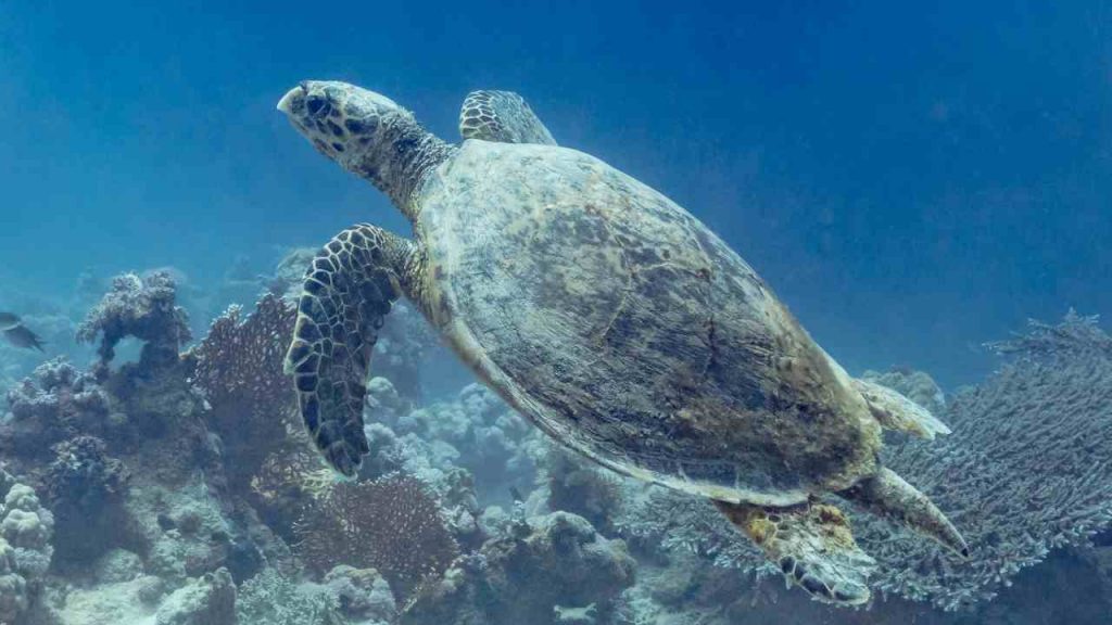 Le tartarughe recuperate dalla Guardia di Finanza a Leuca tornano in mare | Stanno bene, sono di nuovo libere
