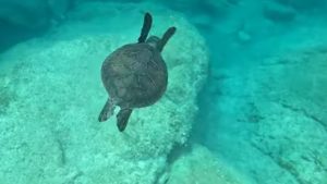 Tartaruga verde che nuota