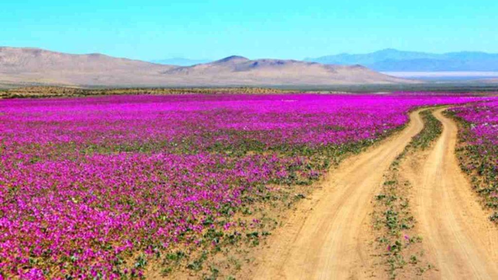 La fioritura del deserto di Atacama: uno spettacolo sensazionale | Un evento raro da far stropicciare gli occhi