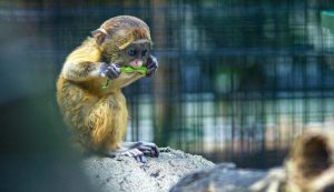 scimmia - pexels- terranauta