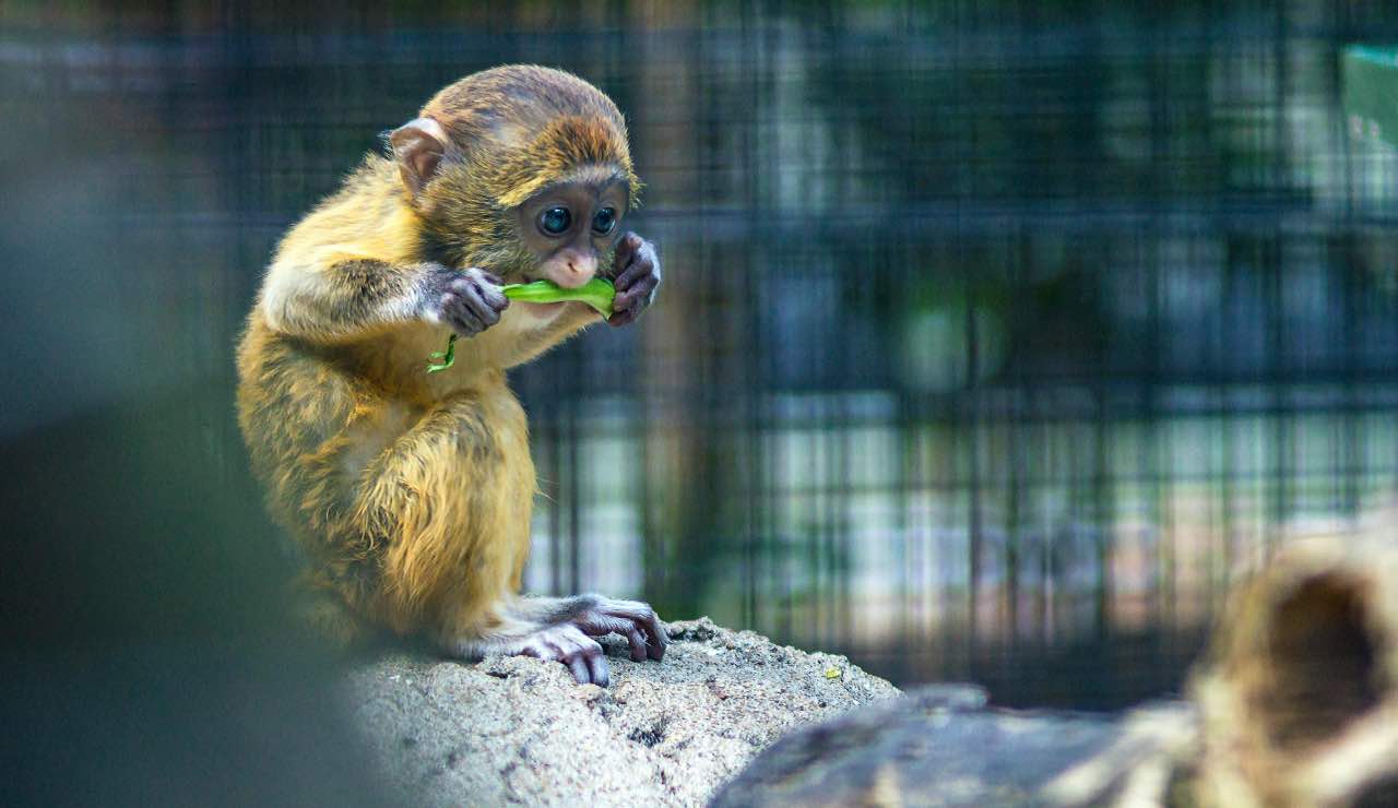 scimmia - pexels- terranauta